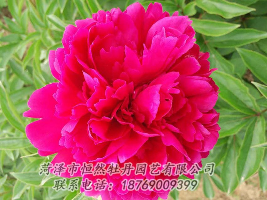 點擊查看詳細信息<br>標(biāo)題：紅色芍藥 閱讀次數(shù)：941