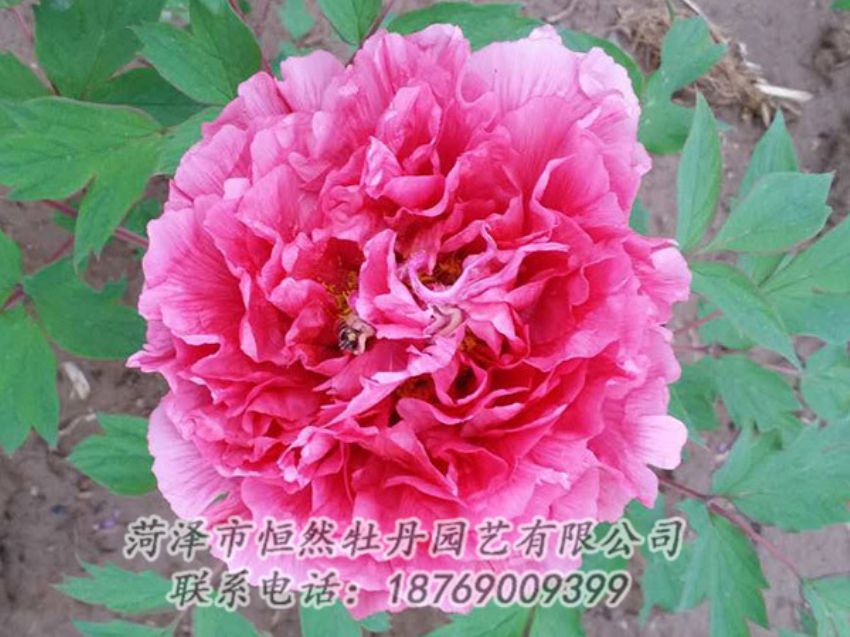 點擊查看詳細信息<br>標(biāo)題：紅色牡丹 閱讀次數(shù)：1903