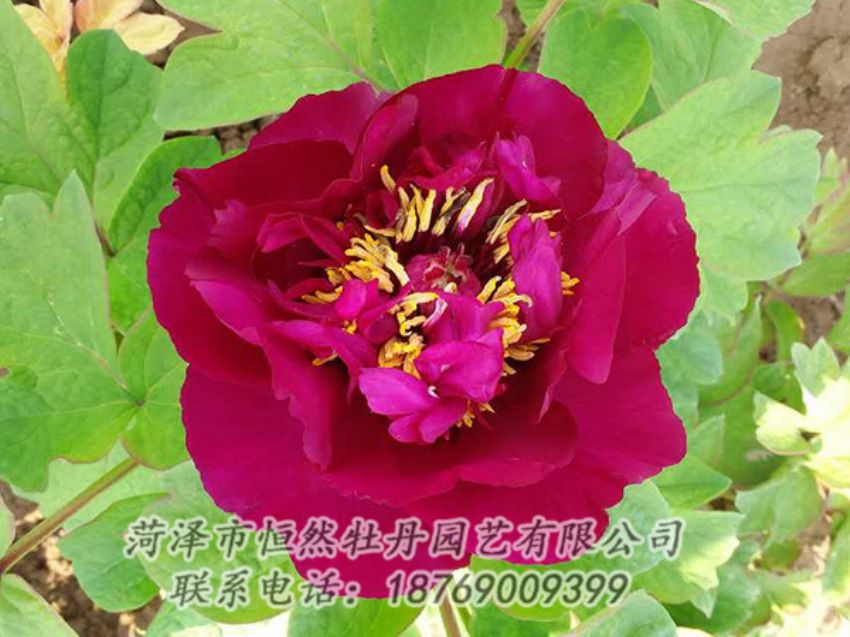 點(diǎn)擊查看詳細(xì)信息<br>標(biāo)題：紅色牡丹 閱讀次數(shù)：1757