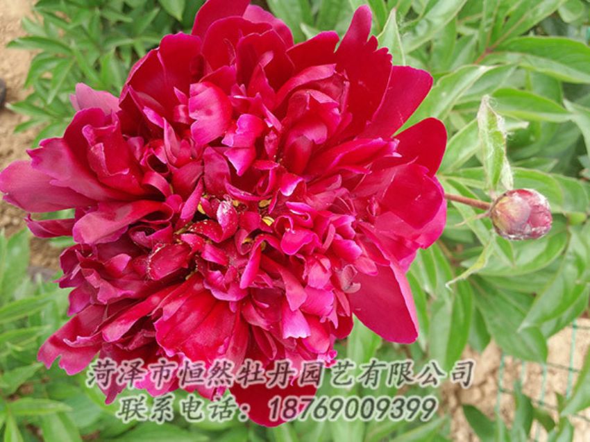 點(diǎn)擊查看詳細(xì)信息<br>標(biāo)題：紅色芍藥 閱讀次數(shù)：982