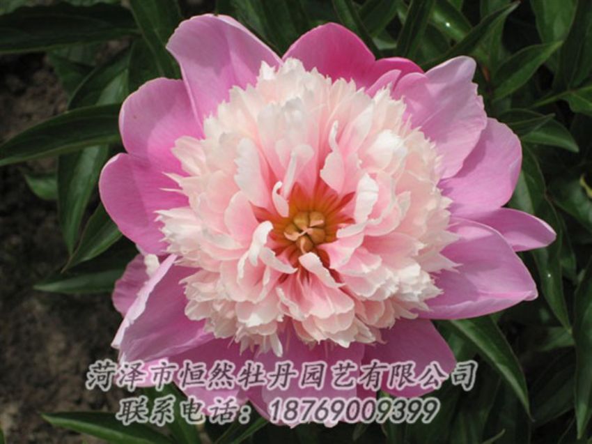 點(diǎn)擊查看詳細(xì)信息<br>標(biāo)題：蓮花臺 閱讀次數(shù)：1943