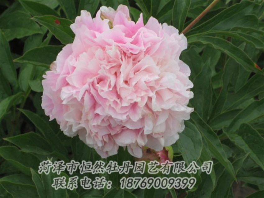 點擊查看詳細(xì)信息<br>標(biāo)題：粉面桃花 閱讀次數(shù)：1218