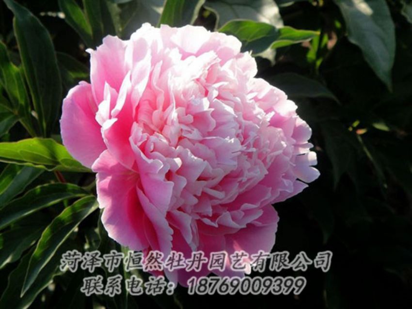 點擊查看詳細(xì)信息<br>標(biāo)題：粉色芍藥 閱讀次數(shù)：1962