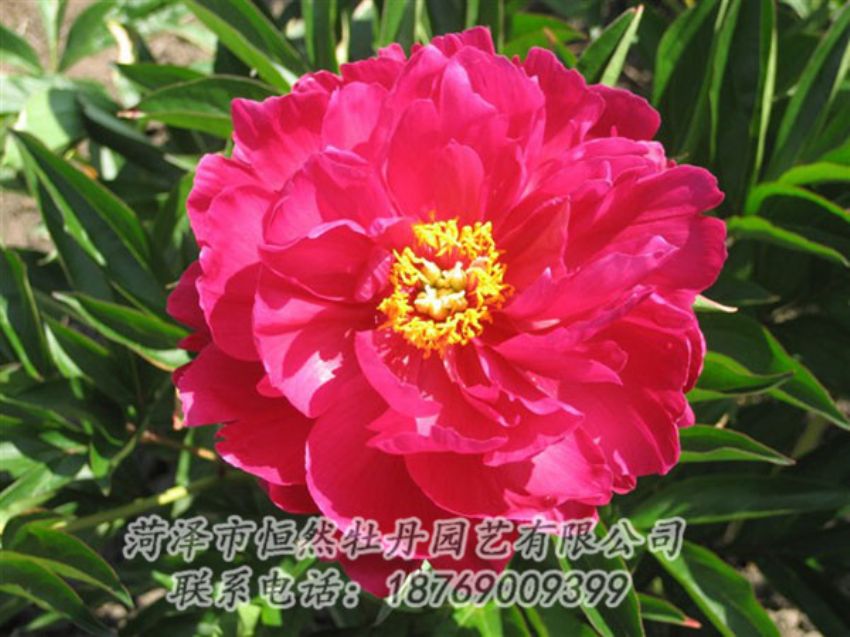 點(diǎn)擊查看詳細(xì)信息<br>標(biāo)題：大紅赤金 閱讀次數(shù)：998