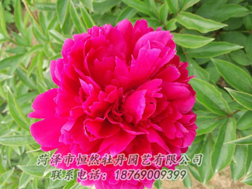 點擊查看詳細信息<br>標題：紅色芍藥 閱讀次數(shù)：939