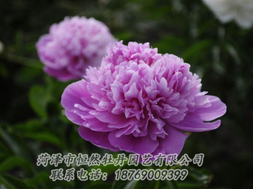 點(diǎn)擊查看詳細(xì)信息<br>標(biāo)題：紫色芍藥 閱讀次數(shù)：1976