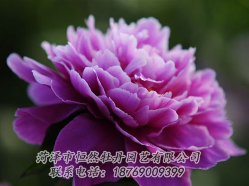 點擊查看詳細(xì)信息<br>標(biāo)題：紫色芍藥 閱讀次數(shù)：1962