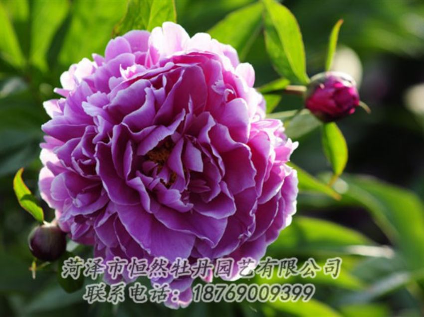 點(diǎn)擊查看詳細(xì)信息<br>標(biāo)題：紫色芍藥 閱讀次數(shù)：1158