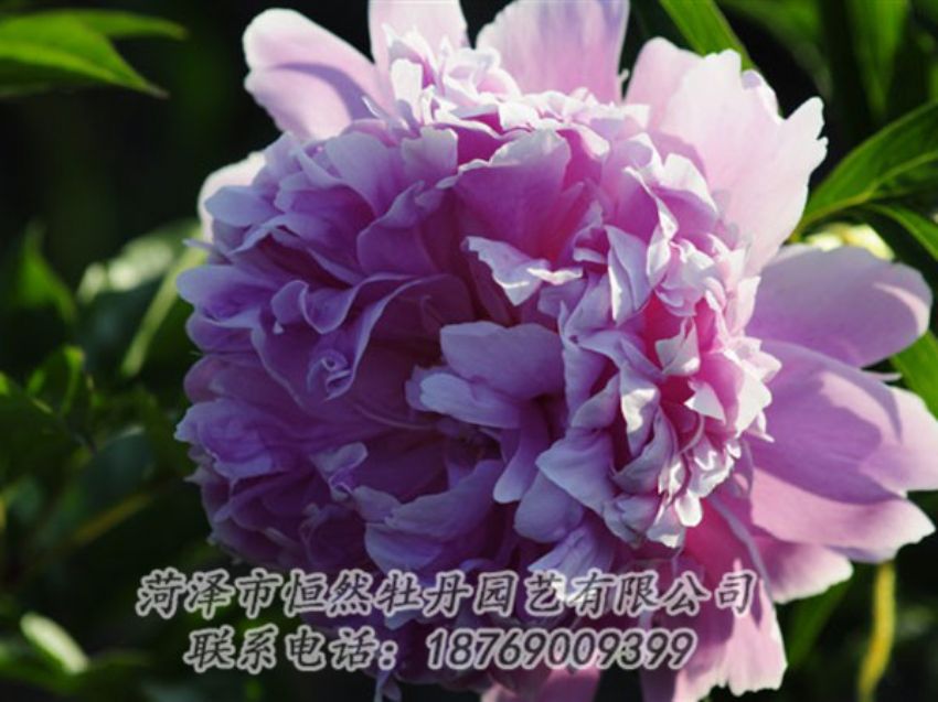 點(diǎn)擊查看詳細(xì)信息<br>標(biāo)題：藍(lán)菊 閱讀次數(shù)：1148