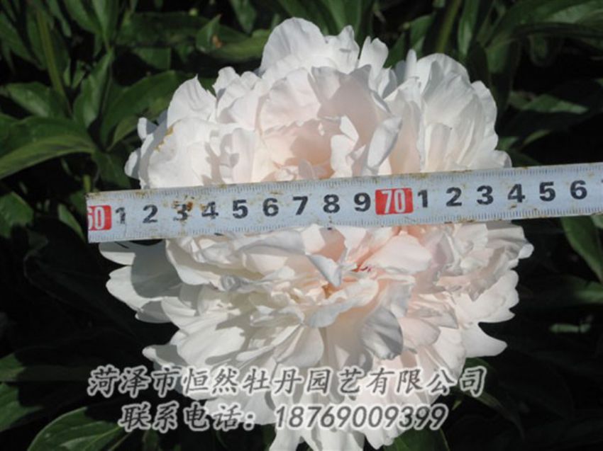 點擊查看詳細信息<br>標(biāo)題：雪峰 閱讀次數(shù)：1034