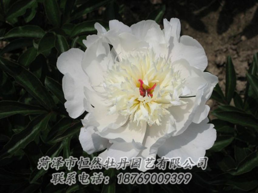 點擊查看詳細信息<br>標(biāo)題：凌花晨浴 閱讀次數(shù)：1134