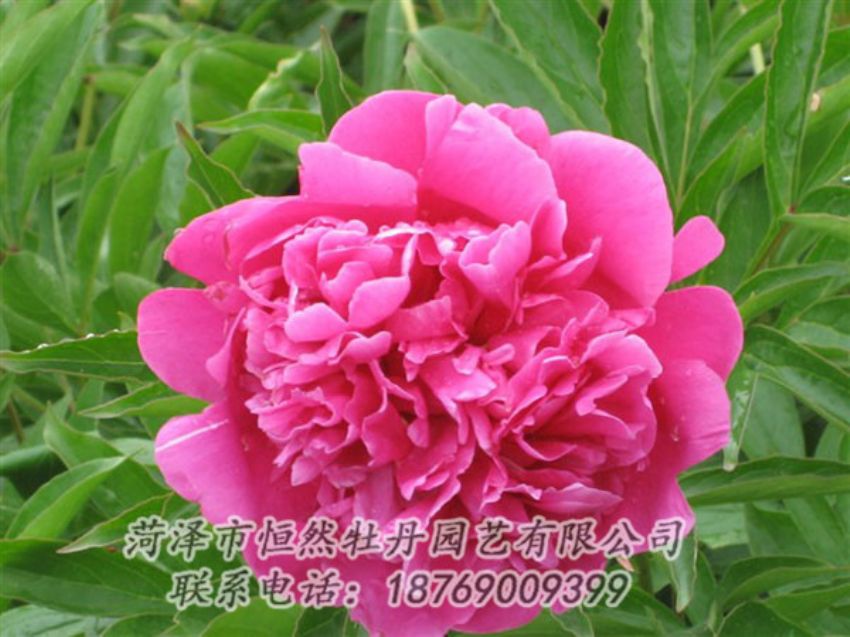 點(diǎn)擊查看詳細(xì)信息<br>標(biāo)題：永生紅 閱讀次數(shù)：963