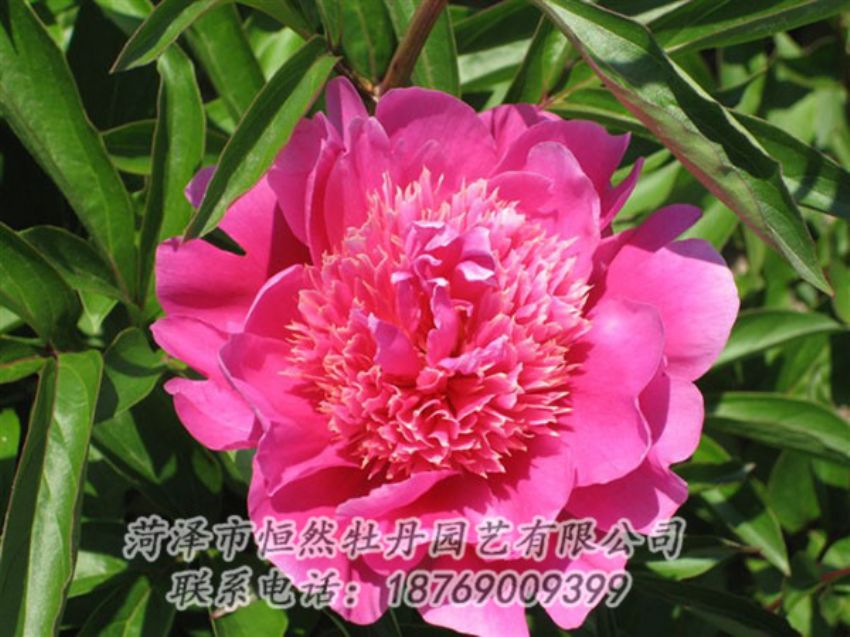 點(diǎn)擊查看詳細(xì)信息<br>標(biāo)題：紅繡球 閱讀次數(shù)：941