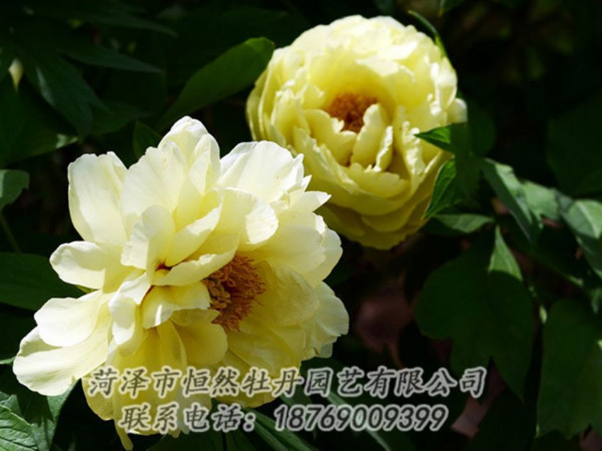 點擊查看詳細(xì)信息<br>標(biāo)題：黃色芍藥 閱讀次數(shù)：1121