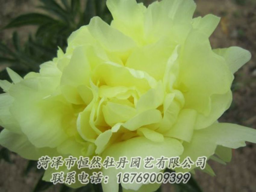 點擊查看詳細信息<br>標題：黃色芍藥 閱讀次數(shù)：1143