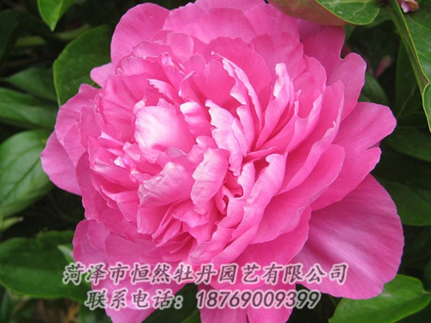 點擊查看詳細信息<br>標題：紅色芍藥 閱讀次數(shù)：988