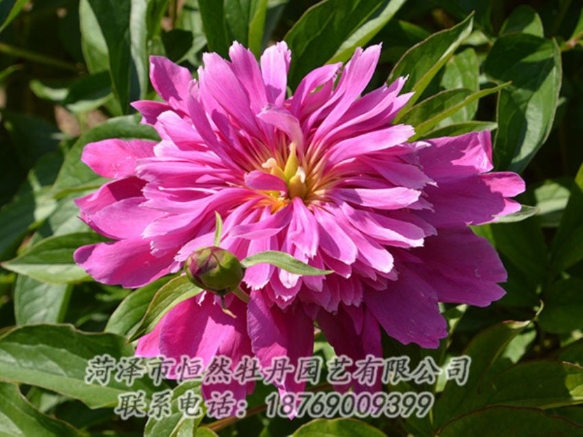 點擊查看詳細(xì)信息<br>標(biāo)題：紅色芍藥 閱讀次數(shù)：1064