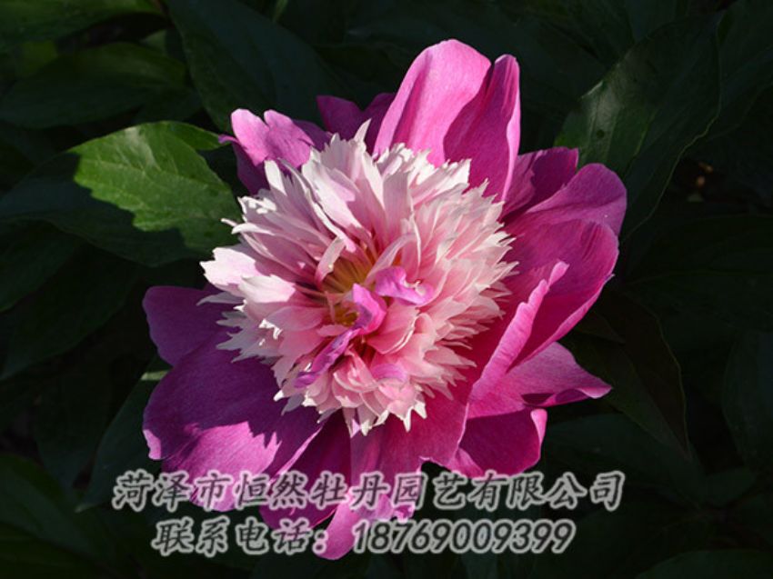 點擊查看詳細信息<br>標題：紅色芍藥 閱讀次數(shù)：1140