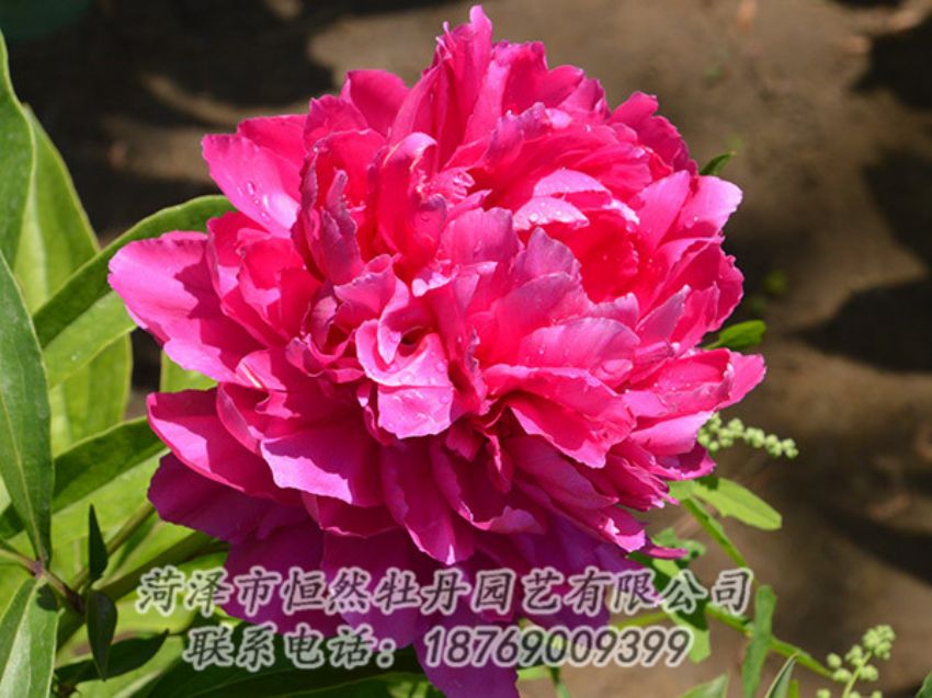 點擊查看詳細(xì)信息<br>標(biāo)題：紅色芍藥 閱讀次數(shù)：1045