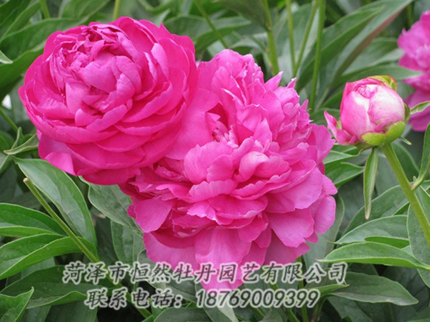 點(diǎn)擊查看詳細(xì)信息<br>標(biāo)題：紅色芍藥 閱讀次數(shù)：1082