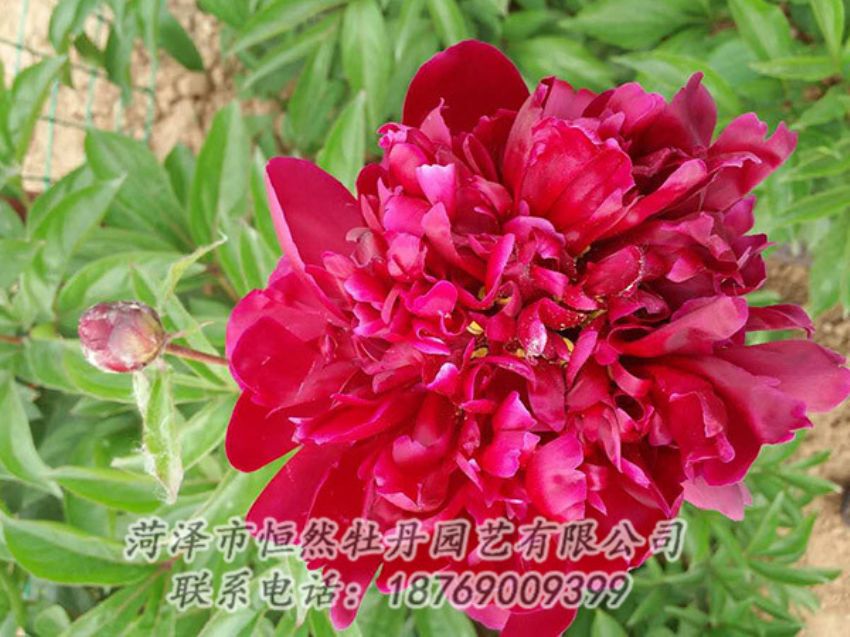 點擊查看詳細信息<br>標題：紅色芍藥 閱讀次數(shù)：1091