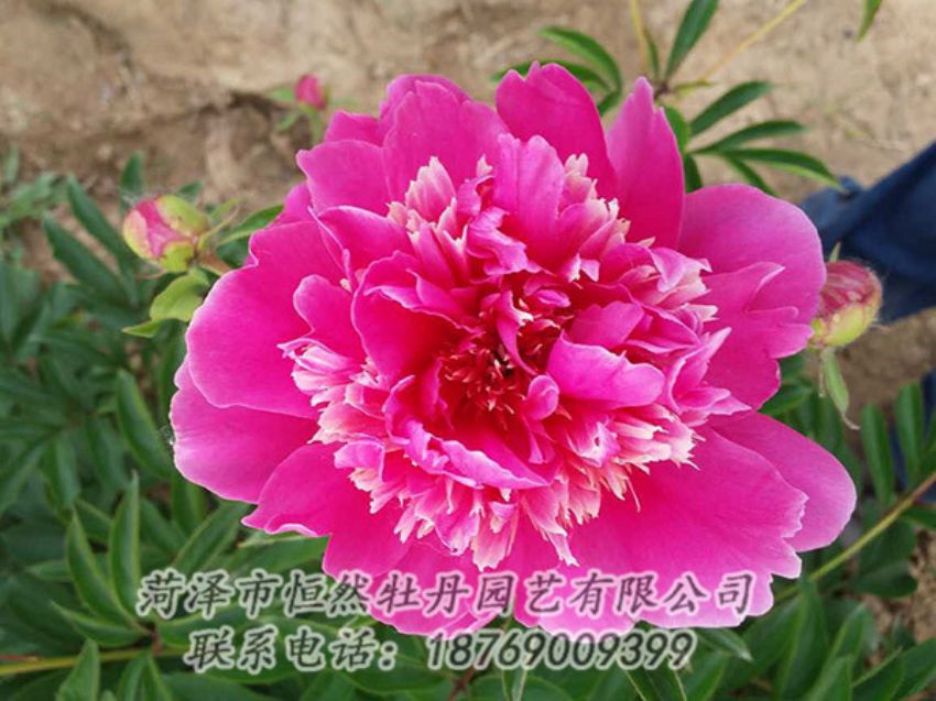 點(diǎn)擊查看詳細(xì)信息<br>標(biāo)題：紅色芍藥 閱讀次數(shù)：1124