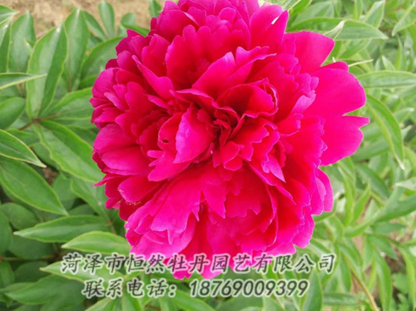 點(diǎn)擊查看詳細(xì)信息<br>標(biāo)題：紅色芍藥 閱讀次數(shù)：1158