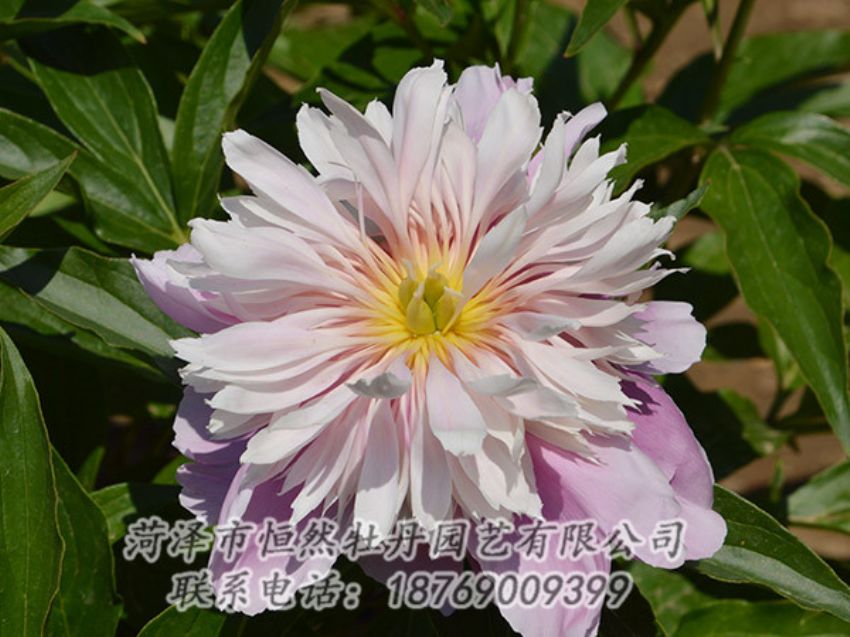 點擊查看詳細信息<br>標題：粉色芍藥 閱讀次數(shù)：1203