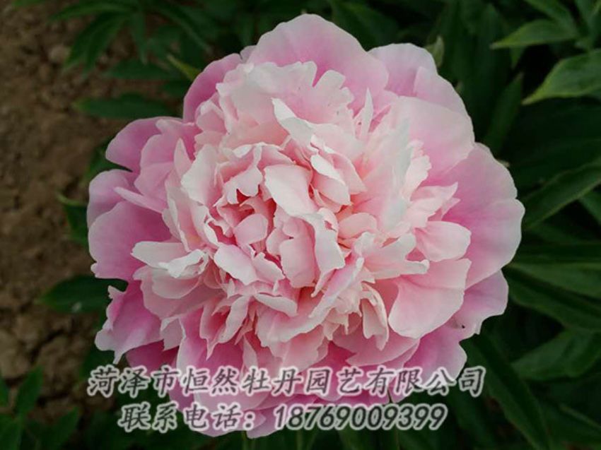 點擊查看詳細(xì)信息<br>標(biāo)題：粉色芍藥 閱讀次數(shù)：1335