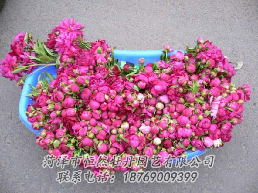 點(diǎn)擊查看詳細(xì)信息<br>標(biāo)題：芍藥切花 閱讀次數(shù)：1904