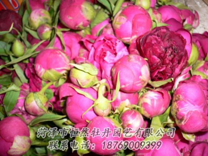 點擊查看詳細(xì)信息<br>標(biāo)題：芍藥切花 閱讀次數(shù)：1908