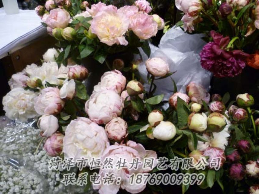 點(diǎn)擊查看詳細(xì)信息<br>標(biāo)題：芍藥切花 閱讀次數(shù)：2041