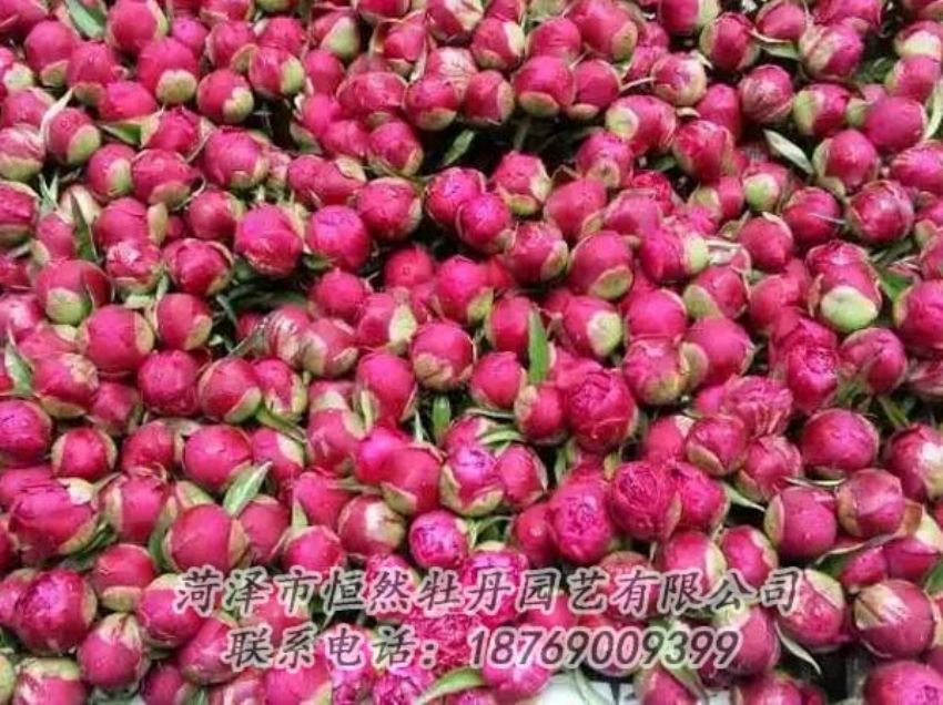 點擊查看詳細信息<br>標(biāo)題：芍藥切花 閱讀次數(shù)：2089