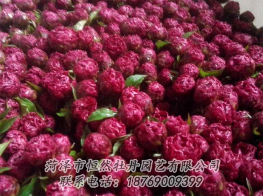 點(diǎn)擊查看詳細(xì)信息<br>標(biāo)題：芍藥切花 閱讀次數(shù)：1924