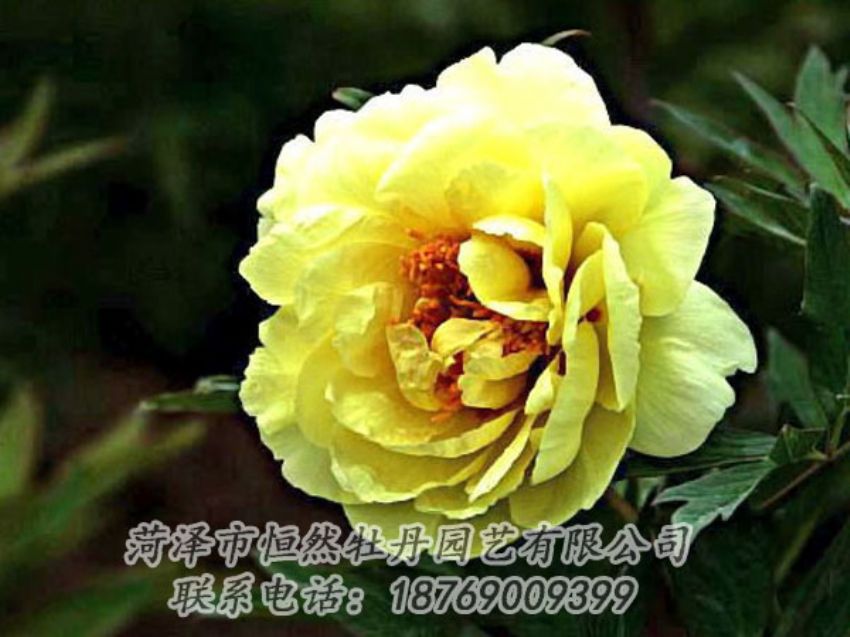 點(diǎn)擊查看詳細(xì)信息<br>標(biāo)題：黃色牡丹 閱讀次數(shù)：1756