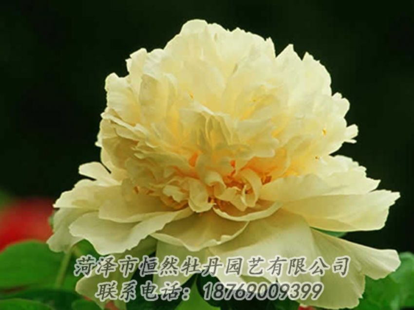 點(diǎn)擊查看詳細(xì)信息<br>標(biāo)題：黃色牡丹 閱讀次數(shù)：1849