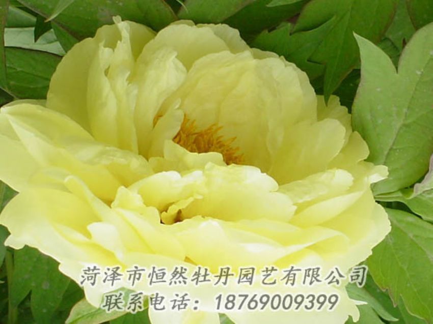 點(diǎn)擊查看詳細(xì)信息<br>標(biāo)題：黃色牡丹 閱讀次數(shù)：1880