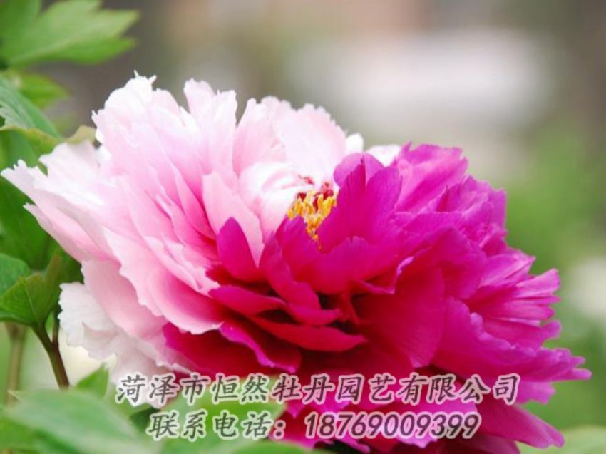 點(diǎn)擊查看詳細(xì)信息<br>標(biāo)題：花二喬 閱讀次數(shù)：1926