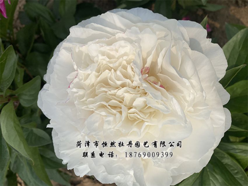 點(diǎn)擊查看詳細(xì)信息<br>標(biāo)題：進(jìn)口芍藥 閱讀次數(shù)：304