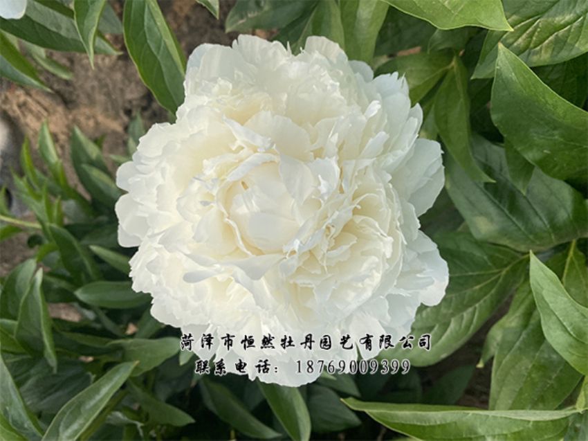 點擊查看詳細(xì)信息<br>標(biāo)題：進(jìn)口芍藥 閱讀次數(shù)：311