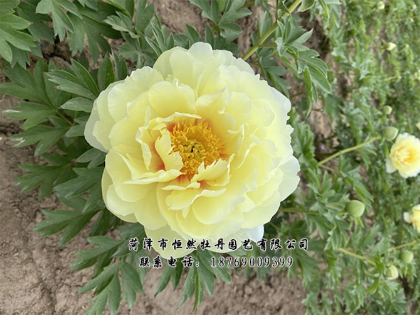 點擊查看詳細(xì)信息<br>標(biāo)題：進(jìn)口芍藥 閱讀次數(shù)：297