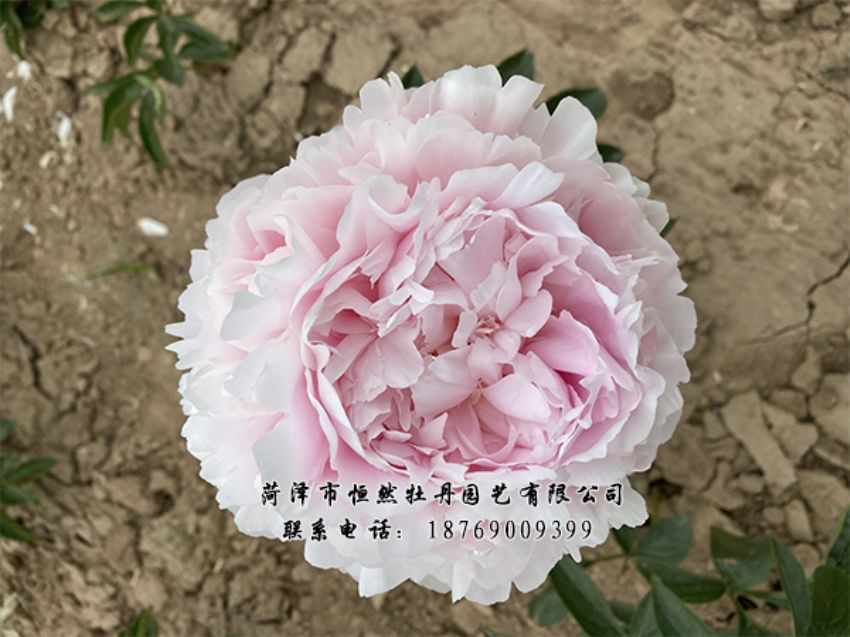 點(diǎn)擊查看詳細(xì)信息<br>標(biāo)題：進(jìn)口芍藥 閱讀次數(shù)：315