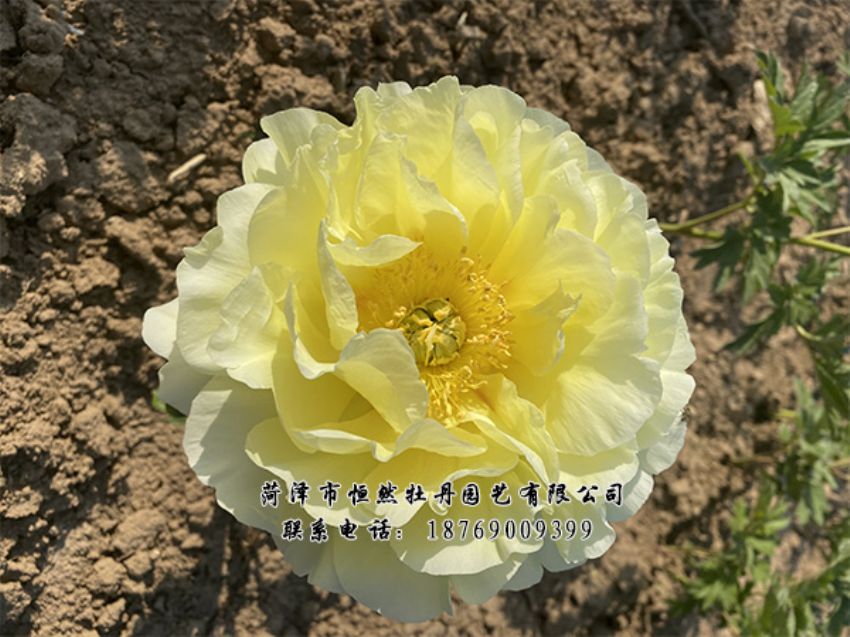 點(diǎn)擊查看詳細(xì)信息<br>標(biāo)題：進(jìn)口芍藥 閱讀次數(shù)：303